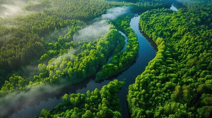 Wall Mural - Aerial view of a winding river flowing through a lush green forest with morning mist, showcasing natural beauty and tranquility.