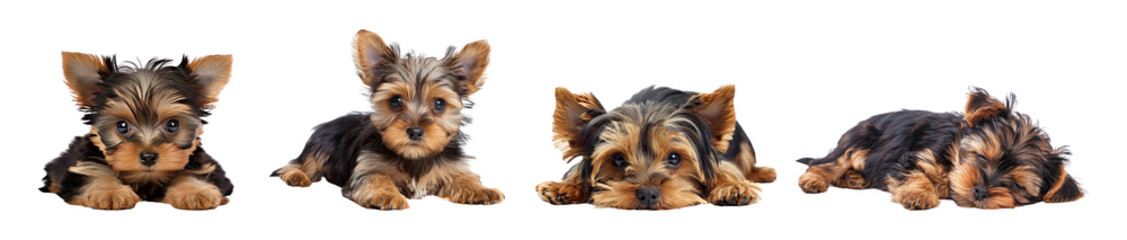 Sticker - PNG Adorable Yorkshire Terrier puppies posing set