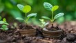 © avaye - two young plant in soil on top of coins, concept of economy income in agriculture business, income profit grow increase, investment over time, waiting for future profit