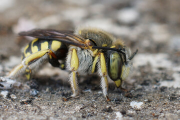 Wall Mural - Closeup on a female Lots Woolcarder solitary bee, Anthidium loti sitting on wood