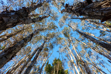 Sticker - Converging eucalyptus trees