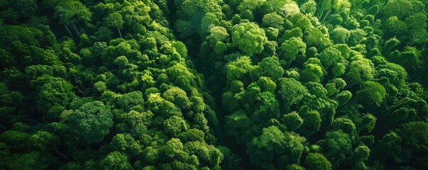 Aerial view of lush, green forest canopy showcasing dense tree coverage and vibrant natural foliage in a tropical rainforest environment.