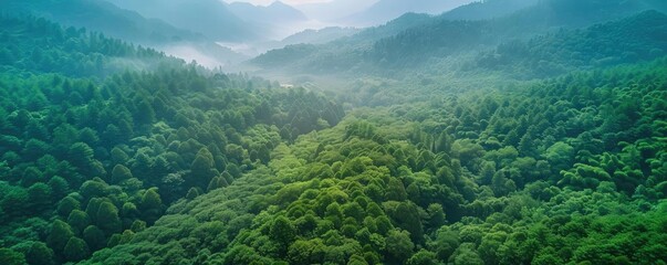 Aerial view of a lush green forest with rolling hills and misty mountains in the background, showcasing natural beauty and serene landscape.