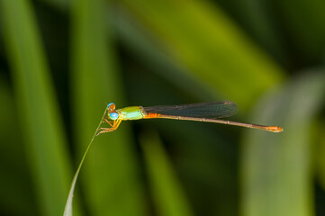 Beautiful photo of a dragonfly in evening Thailand. Macro photo of a dragonfly