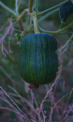 Wall Mural - Unripe green zucchini