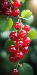Wall Mural - Red currant grows on bush in garden. Nature, organic food and gardening