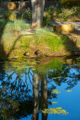 Poster - Pond reflections in Gold Coast Botanical Gardens