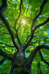 Wall Mural - A tree with a large trunk and many branches