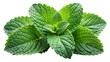 © Sk - Mint leaves on white background, mint leaves PNG.