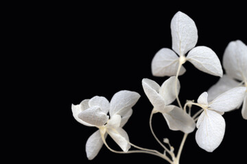 Wall Mural - Blooming fresh hortensia gentle and romantic white flowers  with place for text and black background macro