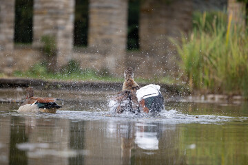 Two colorful geese swimming and washing in the park pond in Germany. Natural autums scenery in Europe.