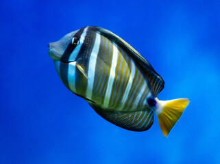 Sticker - Tropical fish swimming in the aquarium. Beautiful colorful fishes in the aquarium
