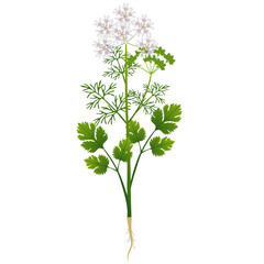 Coriander plant with roots and flowers on a white background..eps