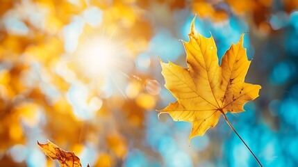 Autumn yellow leaf closeup Bright orange tree change Blur bokeh on background Golden color in park Light sunny warm october day Red leaves in garden Sun in blue sky Fall nature woods s : Generative AI