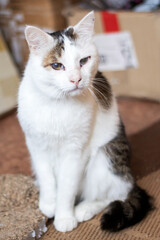 Wall Mural - A domestic cat with white and brown fur is sitting in front of a cardboard box