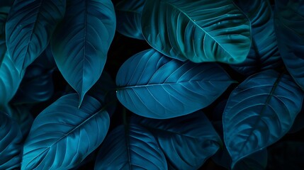 Wall Mural - closeup detail macro texture bright blue green leave tropical forest plant spathiphyllum cannifolium