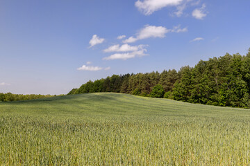 Wall Mural - unripe barley ears in spring