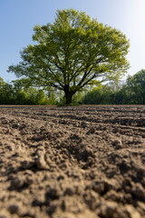 a single growing oak tree in an agricultural field