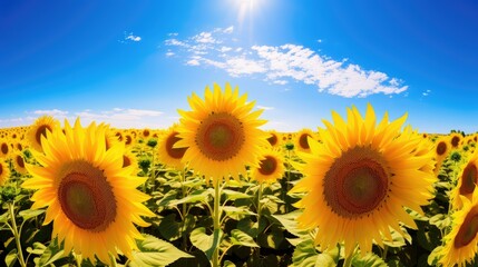 Wall Mural - Vibrant sunflower field under blue sky