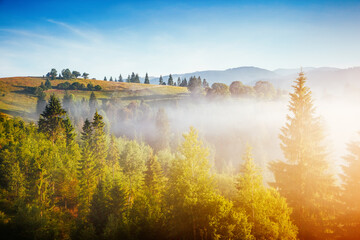 Poster - Splendid summer landscape with fresh morning fog in mountainous area. Carpathian mountain, Ukraine.