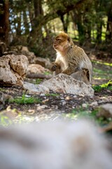 A Barbary macaque sitting on the ground