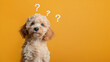 © Nonna - A curious puppy with a wavy, cream-colored coat, gazing upward. Three question marks float above the puppy's head against a plain yellow background. Copy space.