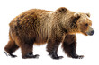 © Alghas - View from side of bear isolated on white background, transparent background