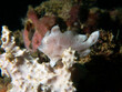© Paulo Violas - A small white Frogfish on a soft coral Boracay Island Philippines