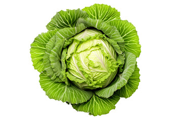 a head of cabbage with leaves