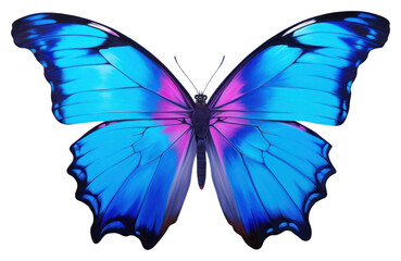 Sticker - PNG Blue morpho butterfly animal insect invertebrate.