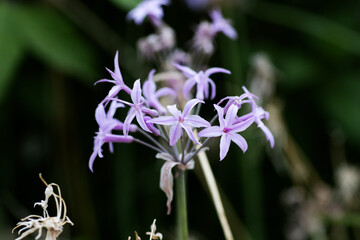 Wall Mural - Society garlic or pink agapanthus or wild garlic (Tulbaghia violacea)  with a natural background