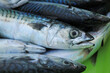 © txakel - verdel caballa pescado azul fresco en la lonja pescaderia para vender país vasco getaria 4M0A7757-as24