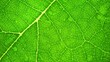 © Punyawee - Through a close-up lens, the intricate veins of a green leaf emerge, illuminated by subtle light. Its vibrant hue and delicate patterns intertwine, inviting a closer exploration. Green background.