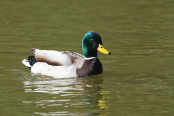 Sticker - mallard in a pond