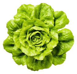 Sticker - PNG Fresh lettuce vegetable plant food.