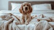 © Viam - Adorable cocker spaniel puppy lounging on a cozy bed