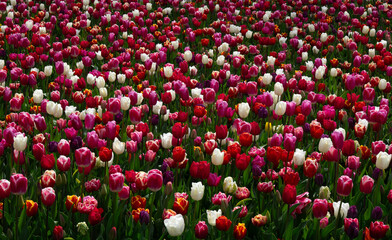 Wall Mural - Tulips flowers blooming in the spring