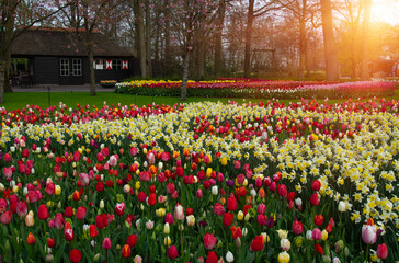 Sticker - Spring flower park with green grass, trees and blooming flowers