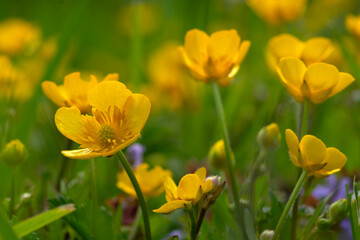 Canvas Print - Yellow flowers on a field