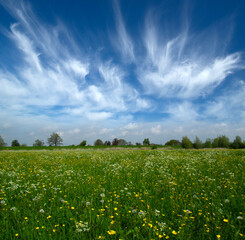 Wall Mural - Landscape of green meadow