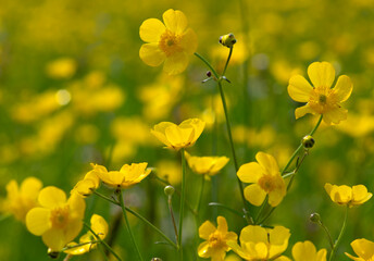 Wall Mural - wild yellow flower on the field