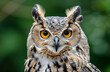 © Bambooculvert - great horned owl