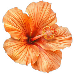 Wall Mural - PNG of a photograph of an orange flower on a transparent background