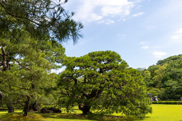 Wall Mural - tree in the park