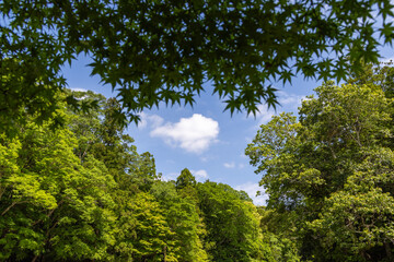 Wall Mural - trees and sky