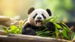 © Animal Kingdom - ute Panda Cub in Bamboo Forest - Endangered Species Wildlife Photography in China