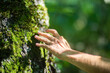 © shaploff - A man's hand touch the tree trunk close-up. Bark wood. Caring for the environment. The ecology concept of saving the world and love nature by human