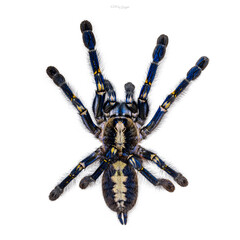 Aufkleber - Spectacular male Poecilotheria metallica aka Peacock Tarantula. Top view, isolated on a white background.