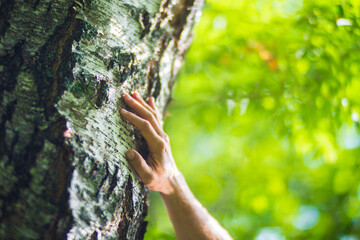 Wall Mural - A man's hand touch the tree trunk close-up. Bark wood.Caring for the environment. The ecology concept of saving the world and love nature by human