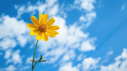 Wall Mural - Yellow Mexican Aster flower blooms against a blue sky with clouds It is a reproductive structure in flowering plants also known as a bloom or blossom